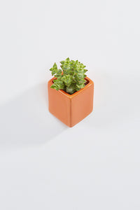 Ceramic wall planter, rectangular, orange, with plant