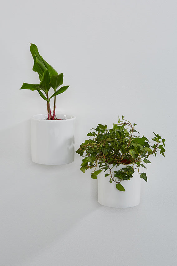 Ceramic wall planters, white, round, potted plants