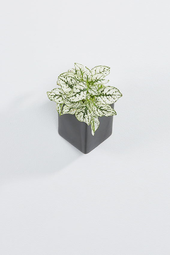 Ceramic wall planter, rectangular, black, with plant