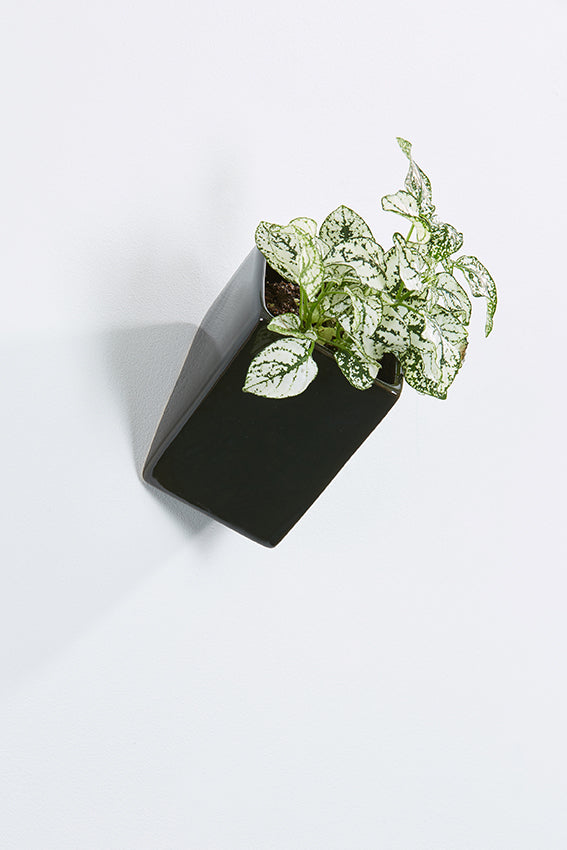 Ceramic wall planter, rectangular, black, with plant