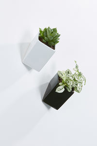 Ceramic wall planters, rectangular, black, white, with plant