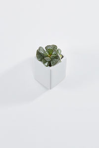 Ceramic wall planter, rectangular, white, with plant