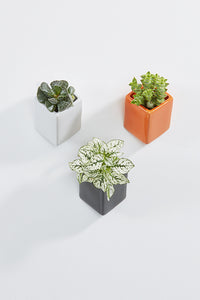 Ceramic wall planters, rectangular, white, black, orange,  with plants