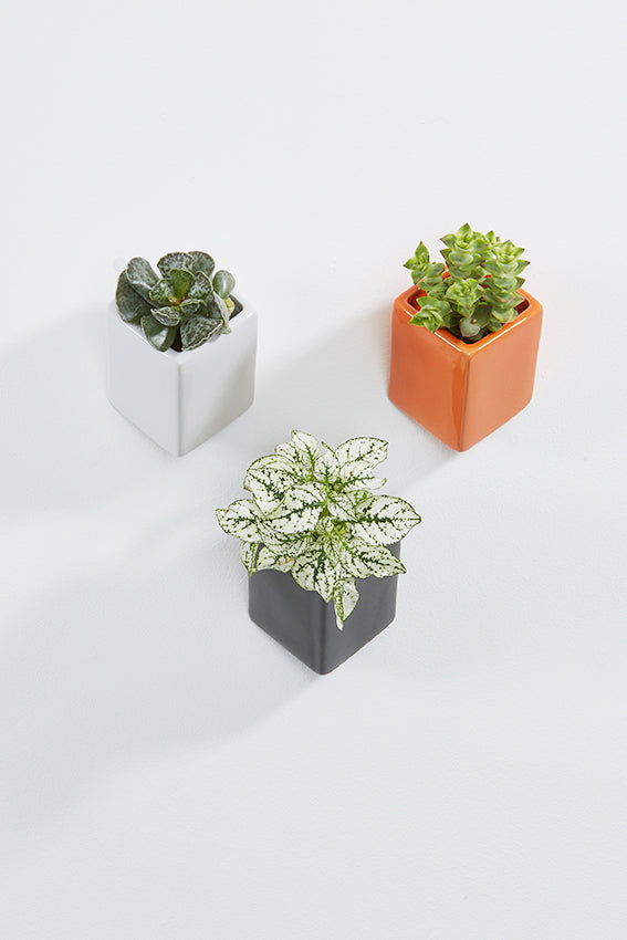 plants for small wall pots Off the wall pot, small – Thelermont Hupton